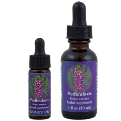 Pedicularis (Cabeza de Elefante)