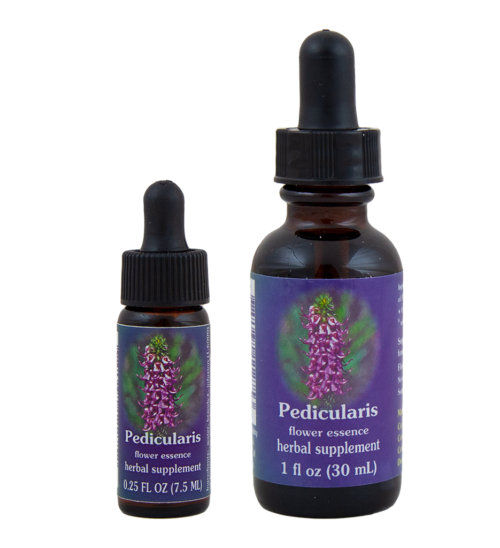 Pedicularis (Cabeza de Elefante)