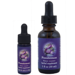 Penstemon