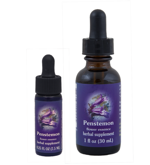 Penstemon