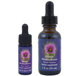 Purple Monkey Flower (Mímulo púpura, Bufón)