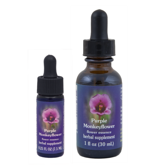 Purple Monkey Flower (Mímulo púpura, Bufón)