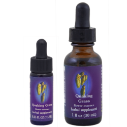 Quaking Grass (Tembladera)