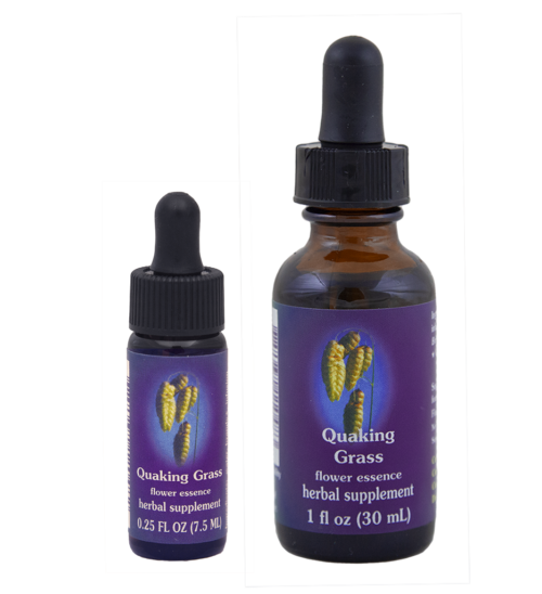 Quaking Grass (Tembladera)