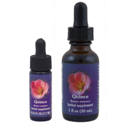 Quince (Membrillo de flor)