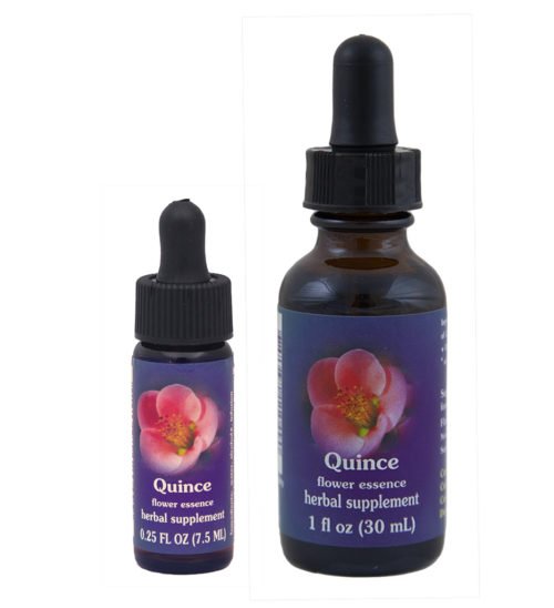 Quince (Membrillo de flor)