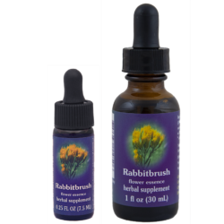 Rabbitbrush (Cola de Conejo)