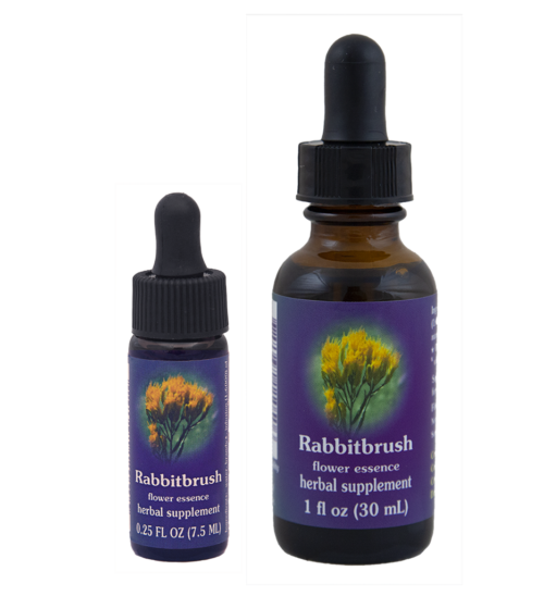 Rabbitbrush (Cola de Conejo)