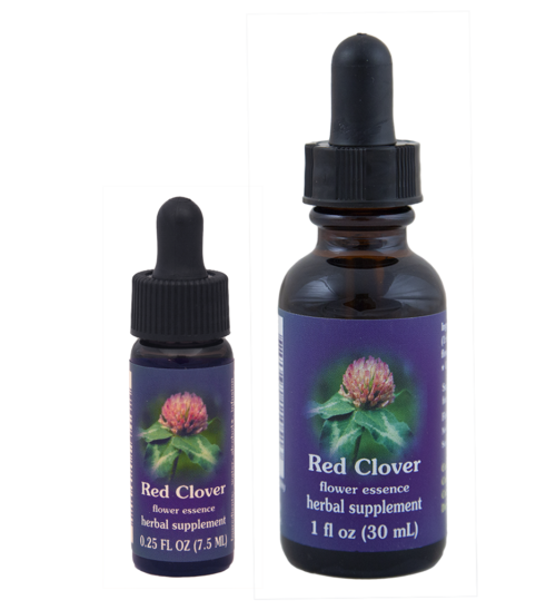 Red Clover (Trebol rojo, Trebol de los Prados)