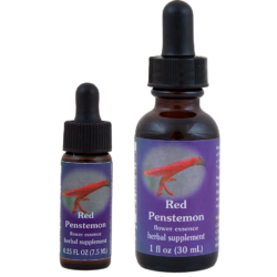 Red Penstemon (Penstemon Rojo)