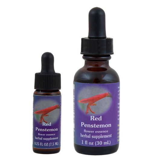 Red Penstemon (Penstemon Rojo)