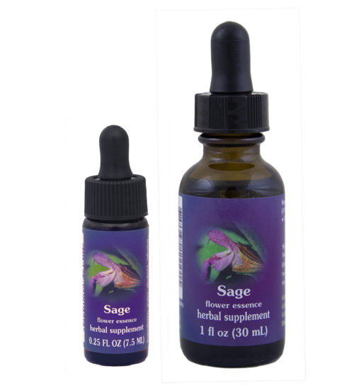 Sage (Salvia)