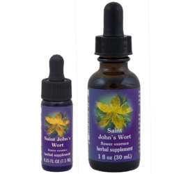 Saint John’s Wort (Hipérico, Corazoncillo, Hierba de San Juan)