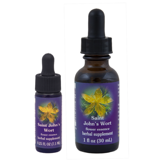 Saint John’s Wort (Hipérico, Corazoncillo, Hierba de San Juan)