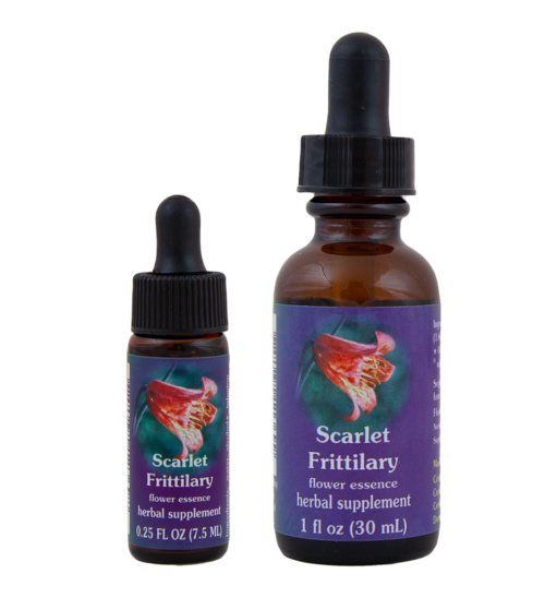 Scarlet Fritillary (Fritilaria Escarlata)