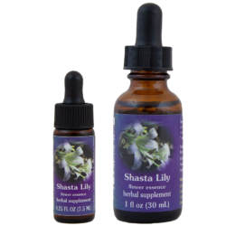 Shasta Lily (Lirio Shasta)