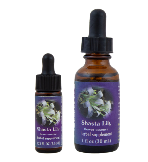 Shasta Lily (Lirio Shasta)