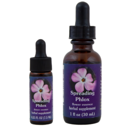 Spreading Phlox (Flox)