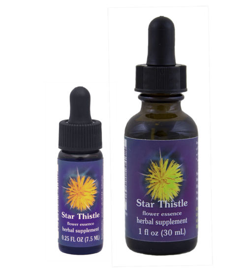 Star Thistle (Cardo Estrellado, Estrella del Solsticio, Cardo Abrepuño)