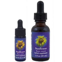Sunflower (Girasol)
