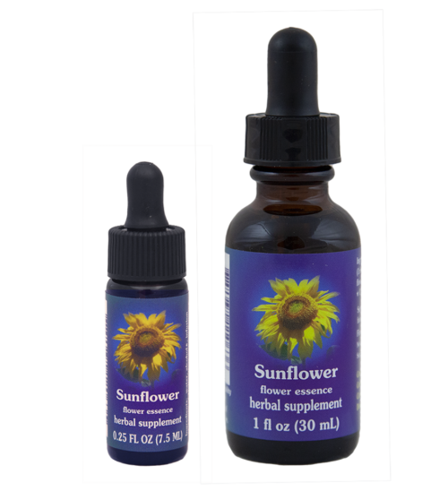 Sunflower (Girasol)