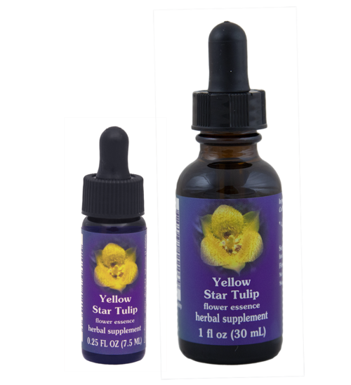 Yellow Star Tulip (Tulipán Estrellado Amarillo)