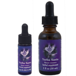 Yerba Santa (Hierba Santa)