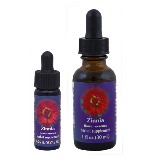 Zinnia (Cinia, Rosa Mística, Flor de papel)