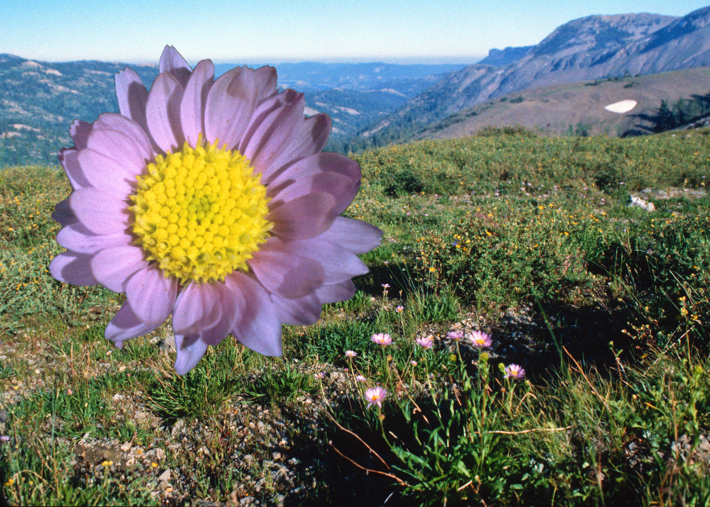 Alpine Aster (Aster Alpino)