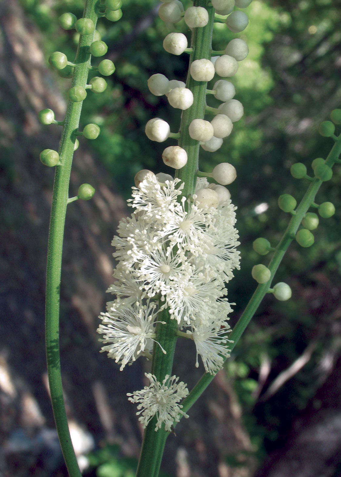 Black Cohosh
