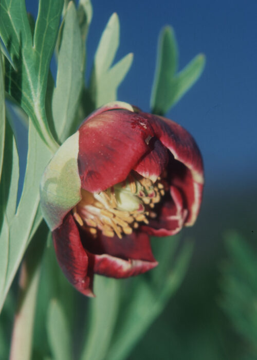 California Peony (Peonia de California)