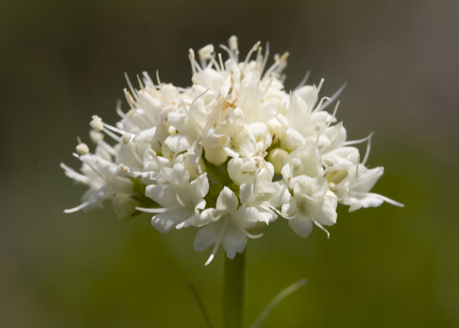 California Valerian (Valeriana de California)