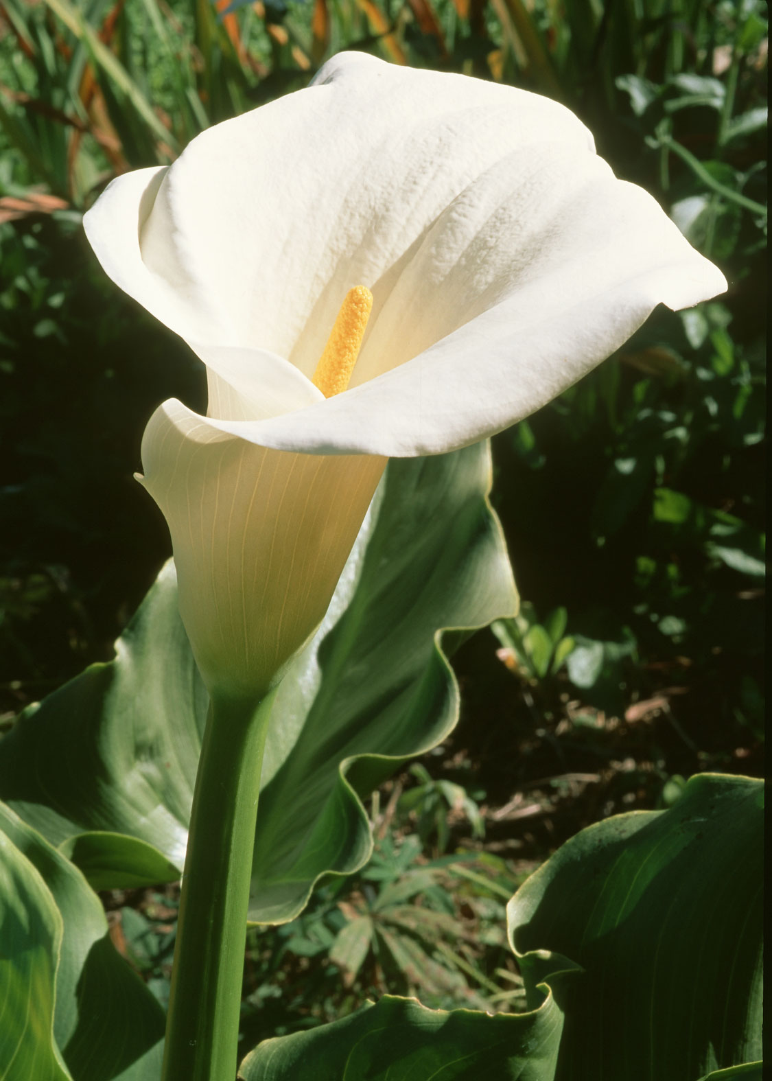 Calla lily (Cala, Alcatraz, Lirio de Agua)