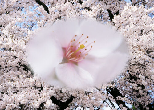 Cherry (Flor del Cerezo)