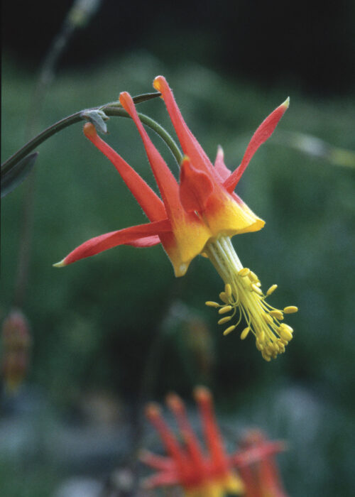 Columbine (Aguileña, Colombna)