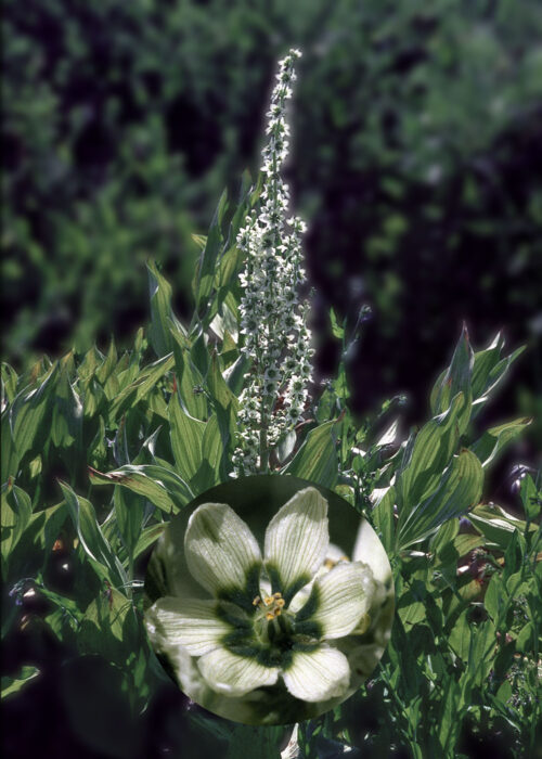 Corn Lily (Lirio del Maíz, Falso Eléboro de California)