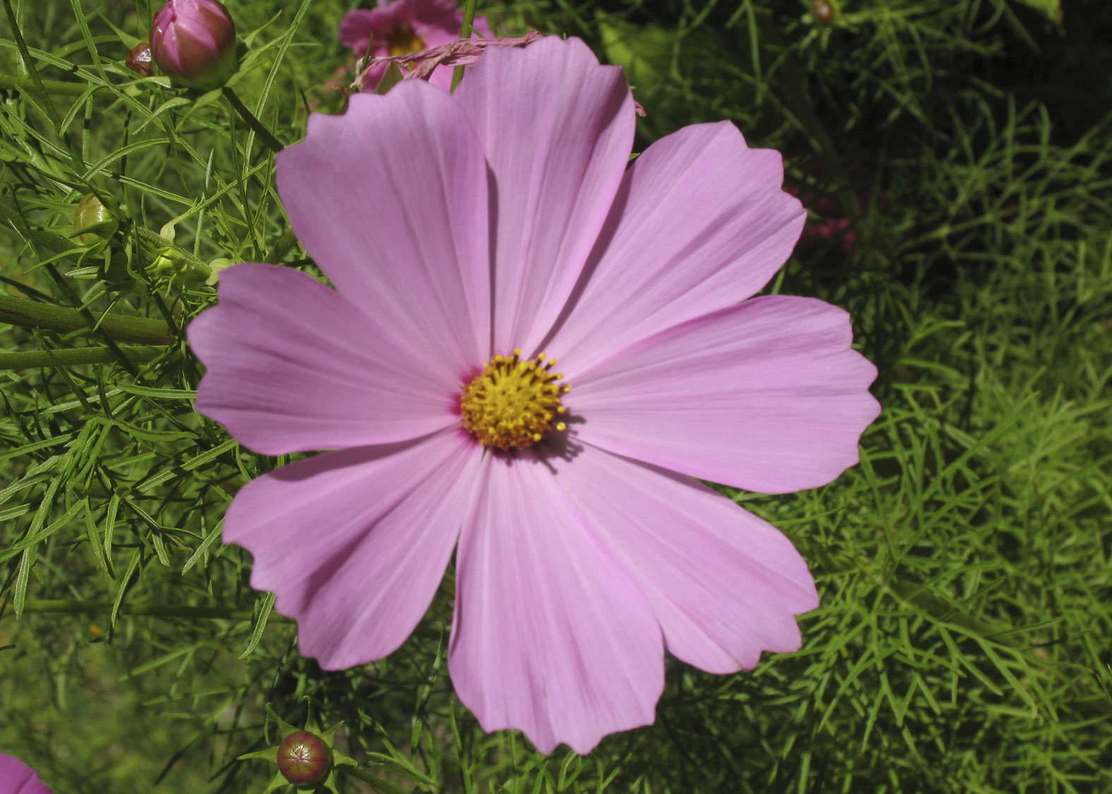 Cosmos