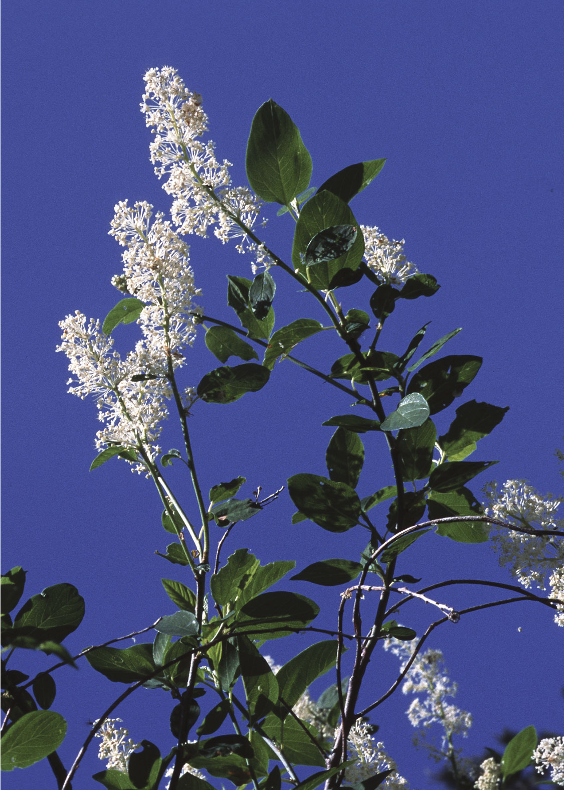 Deerbrush (Cola de Ciervo)