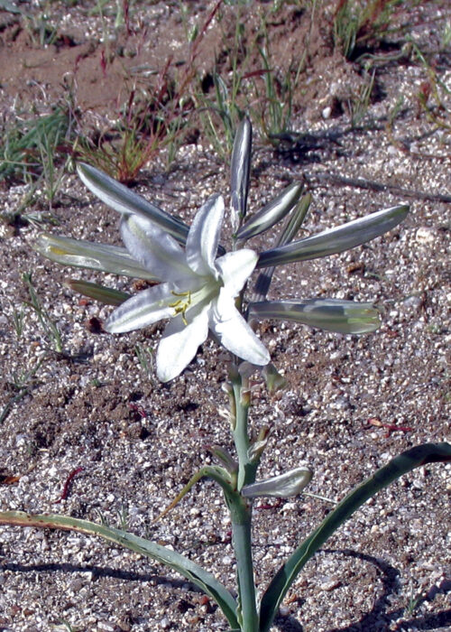 Desert Lily (Lirio del Desierto)