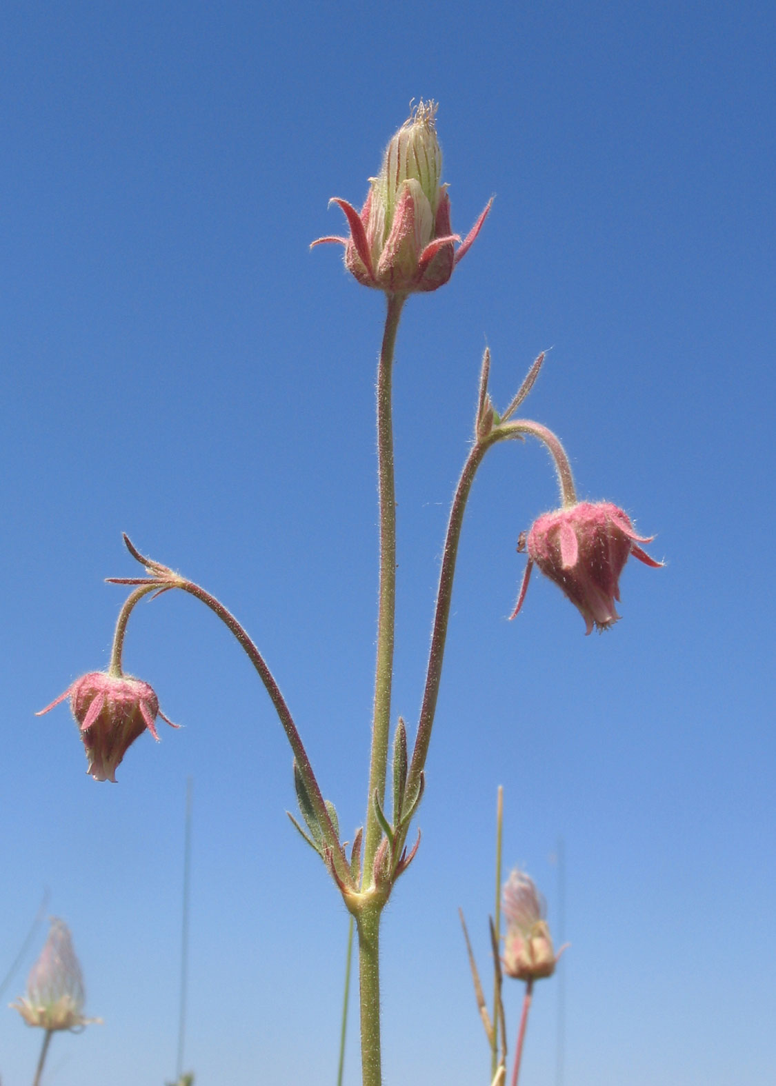 Downy Avens (Humo de la Pradera, Hierba de San Benito)