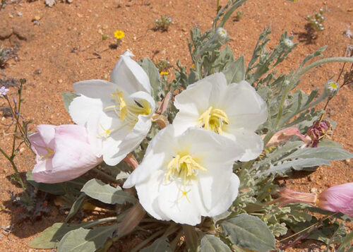 Dune Primrose (Prímula de las Dunas)