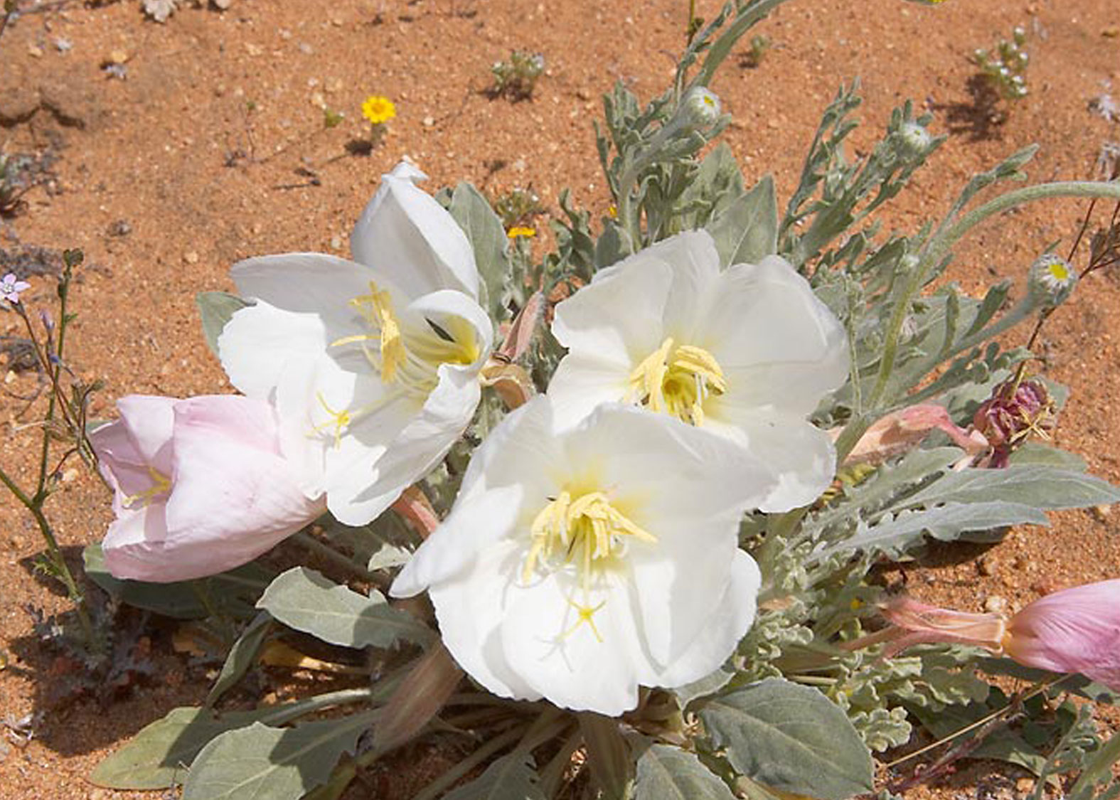 Dune Primrose (Prímula de las Dunas)