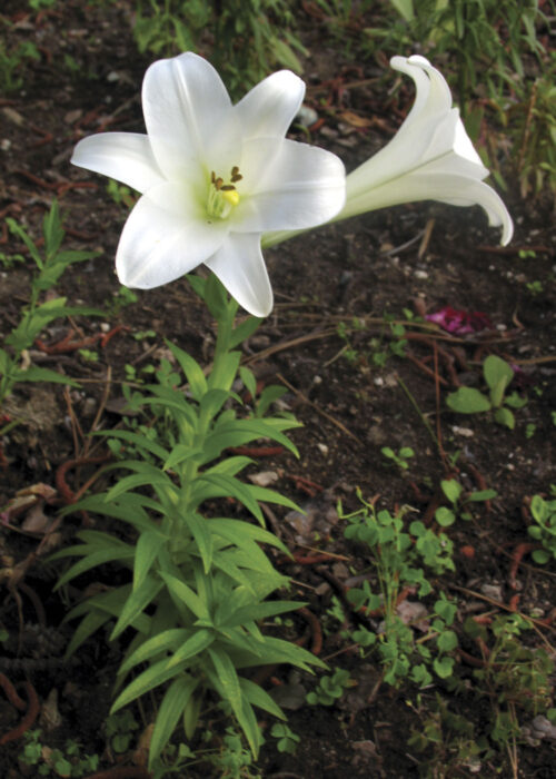 Easter Lily (Azuzena Blanca)