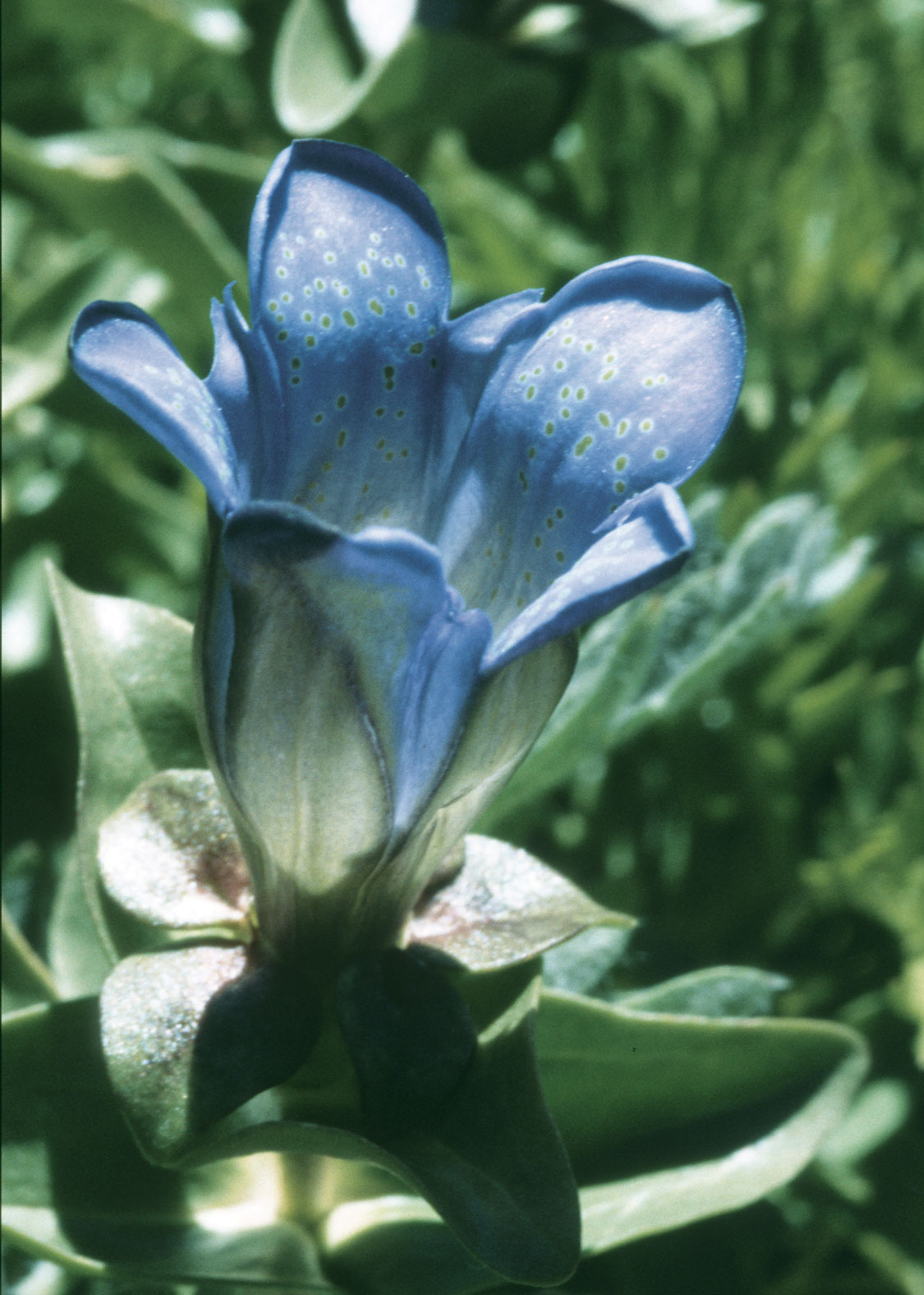 Explorer’s Gentian (Genciana de Montaña)