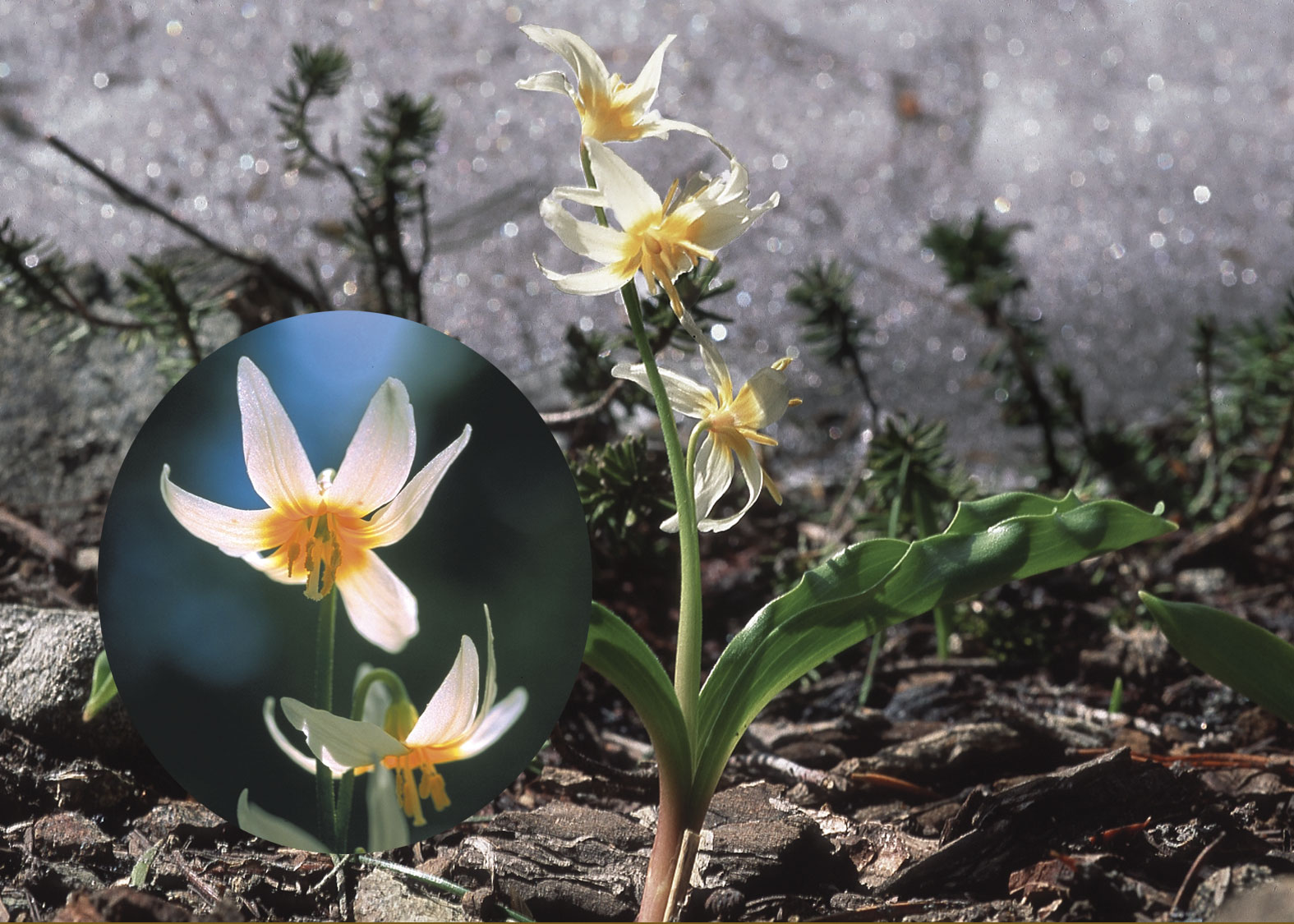 Fawn Lily (Lirio Cervatillo)