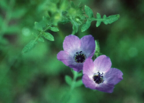 Fiesta Flower