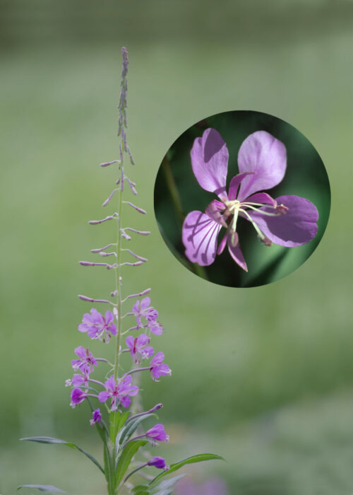Fireweed (Epilobio)