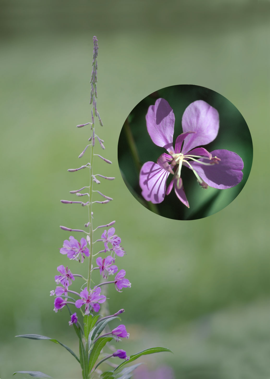 Fireweed (Epilobio)