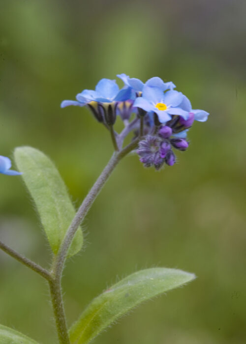 Forget-Me-Not (No me olvides)