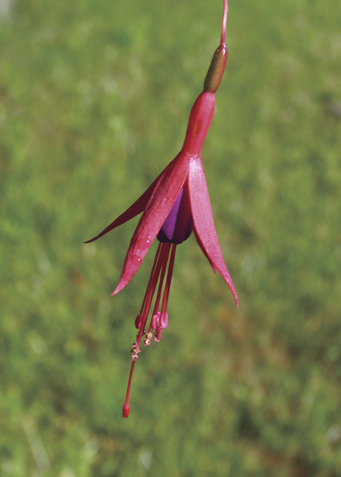 Fuchsia (Fucsia o Pendiente de la Reina)
